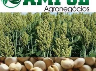 Sorgo IPA 731011 Granífero - Alta Produtividade