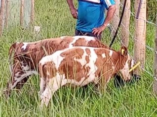 Trio de Mini Vacas no Rio de Janeiro