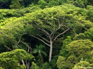 Reserva de Mata Atlântica em MG - Áreas a partir de 1 hectare