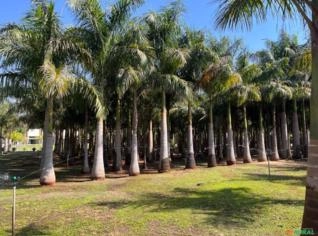 Lote de Palmeira Imperial de 3 a 5m - Bebedouro SP