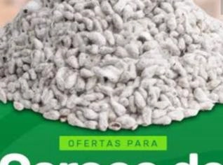 Caroço de Algodão em Caculé