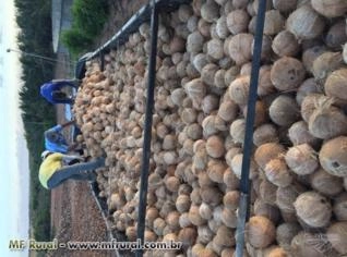 Coco Seco Irrigado à Venda - Maxaranguape RN