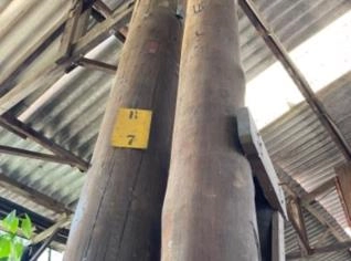Postes Usados de Eucalipto 8m e 6m - Lote Completo