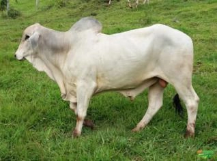 Touros Tabapuã PO - Alta Genética e Rusticidade