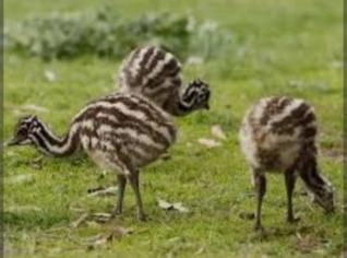 Filhote de Emu Australiano - Casal