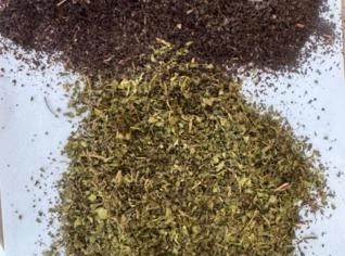 Chá Preto e Verde - Camellia Sinensis