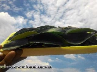 Ora pro nobis - Mudas e Folhas Frescas Orgânicas