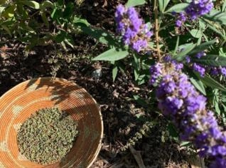 Vitex-Agnus Castus - Planta Enraizada