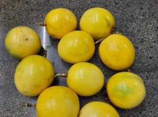 Maracujá Orgânico IAC 275 - Nova Soure, BA