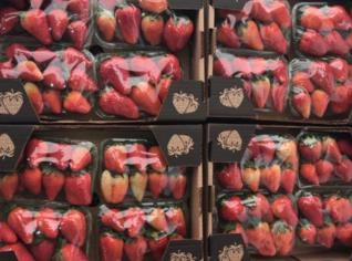 Morangos Frescos e Congelados Direto do Produtor