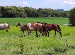Sítio de 10 Alqueires à Venda em Casa Branca - SP
