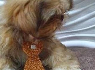 Filhote Macho Shih Tzu com Vacina em Guarulhos