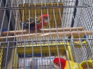 Casais de Roselas disponíveis em Diadema