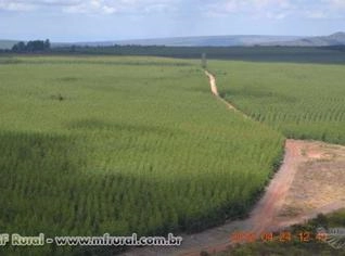 Carvão Vegetal de Eucalipto Selecionado à Mão