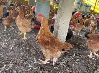 Pintinhos de Galinha Caipira Vacinação Completa