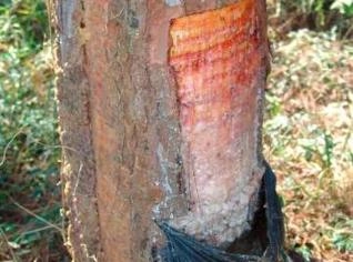 Arrendamento de Floresta de Pinus Elliot para Extração