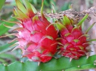 Mudas de Pitaya Variadas - Vermelha, Branca, Gold e Mais
