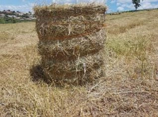 Feno de Tifton Premium para Equinos e Bovinos