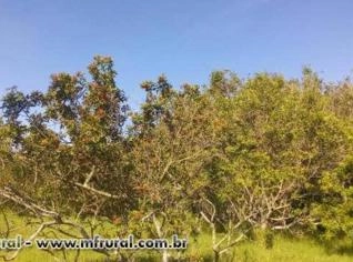 Sementes de Aroeira Vermelha à Venda