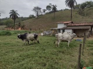 Lote de Vacas Prenhas Tabapuã PO em Pará de Minas