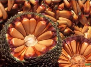 Pinhão Fresco - Semente de Araucária