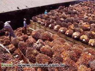 Torta de Dendê para Alimentação Animal