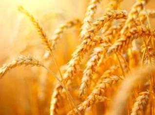 Farinha de Trigo Premium para Panificação e Confeitaria