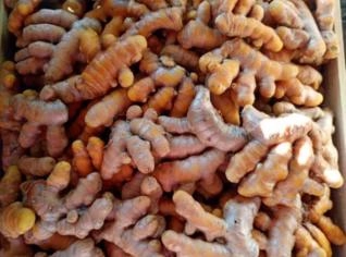 Açafrão Fresco de Tapiraí - Cúrcuma Natural