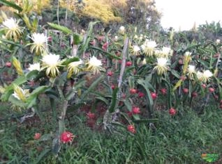 Mudas de Pitaya - Fruta do Dragão Variadas
