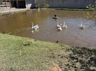 GANSOS ADULTOS E JOVENS À VENDA EM POUSO ALEGRE - MG