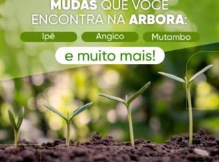 Mudas nativas e exóticas de qualidade