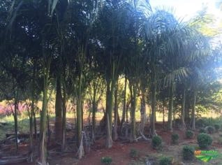 Mudas de Palmeiras Imperial e Real para Jardim