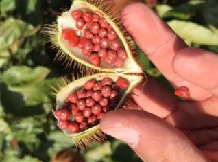 Urucum Anão Premium Bictina 4.0 a 5.0 - 1 Kilo
