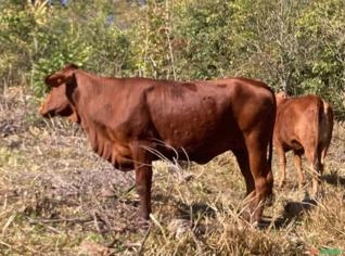 Novilhas Senepol à venda com prenhez
