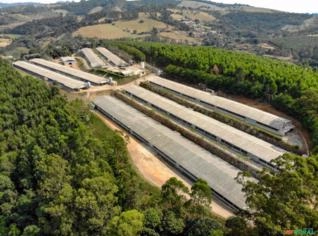 Granja Automatizada para 250.000 Aves em Bragança Paulista
