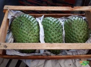 Graviola Fresca de Alta Qualidade - Atacado ES