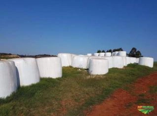 Pré-secado de Tifton de Alta Qualidade