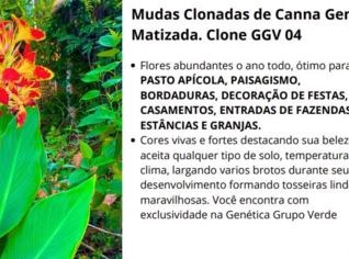 Canna Generalis - Flores o Ano Todo