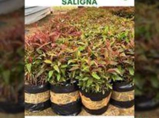Eucalipto Saligna - Eucalipto Vermelho