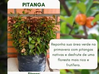 Pitanga Vermelha