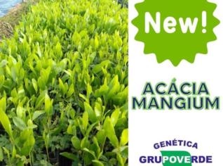 Acácia Mangium - Árvore Melífera de Crescimento Rápido