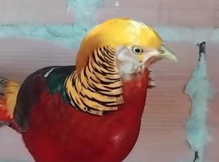 Faisão Dourado à Venda