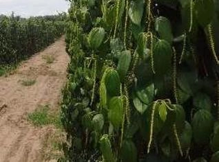 Pimenta do Reino Preta em Grão - Alta Qualidade