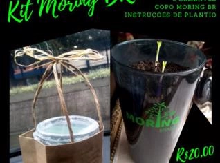 Kit Sementes Moringa Oleífera com Copo e Algodão
