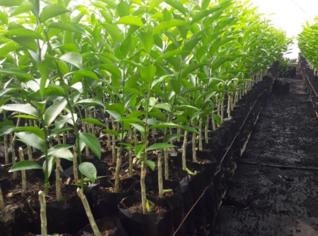 Mudas de Cítricas a Preços Imbatíveis