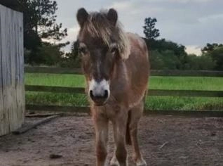 Mini Horse fêmea - Domada e mansa!