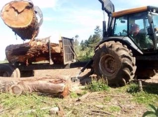 Compra de Floresta de Eucalipto em Sapiranga RS