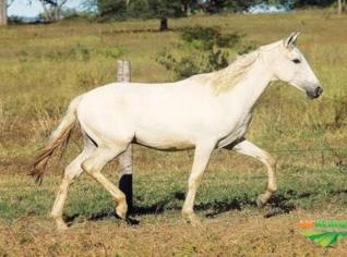Potro Mangalarga Marchador Alazão Amarilho