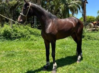 Cavalo Mangalarga Castanho em Itu - Castrado