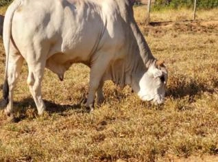 Touro Nelore P.O - 4 Anos, Registro Disponível